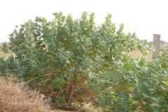 Calotropis procera